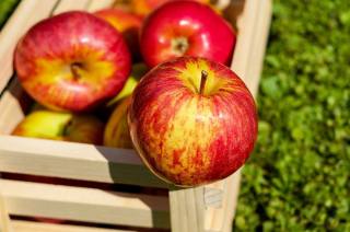 BEZKONKURENČNÍ CENA jablek na tržnici v Libenicích - jedno kilo za 22 korun!