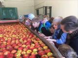 20210930180451_BPMS52: Děti z MŠ a ZŠ Bílé Podolí se dozvěděly spoustu informací o jablkách