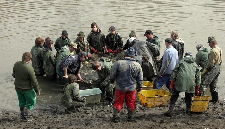 Rybáři vylovili Podměstský rybník v Čáslavi do poslední rybičky