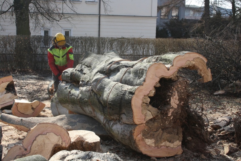 Úředníci budou vysvětlovat, jak rozhodují o kácení stromů v Kutné Hoře