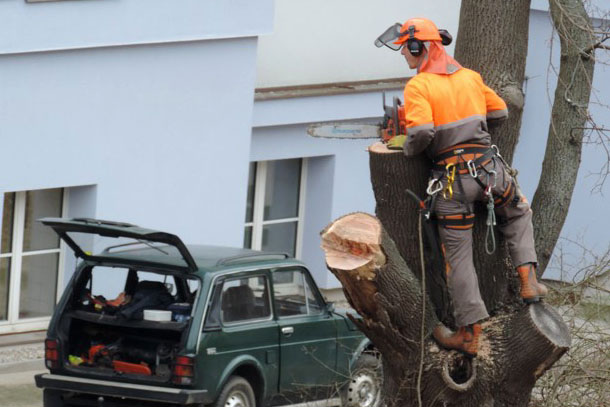 Foto: V areálu čáslavské nemocnice pokáceli staré stromy a nálety