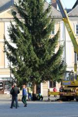 IMG_1102: Vánoční strom už zdobí Palackého náměstí v Kutné Hoře, rozsvítí se 2. prosince
