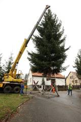 5G6H2649: Kutnou Horu ozdobil vánoční strom z Dolního Žižkova od manželů Křivohlavých