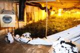 foto103: Kriminalisté v Bilijově odhalili pěstírnu marihuany, té tam bylo za dvacet milionů korun