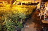foto107: Kriminalisté v Bilijově odhalili pěstírnu marihuany, té tam bylo za dvacet milionů korun