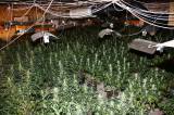 foto108: Kriminalisté v Bilijově odhalili pěstírnu marihuany, té tam bylo za dvacet milionů korun