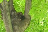 kote101: Hasiči za pomoci strážníků v parku Na Náměti zachraňovali ze stromu kotě