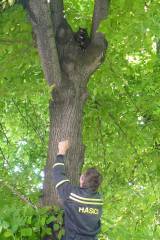 kote102: Hasiči za pomoci strážníků v parku Na Náměti zachraňovali ze stromu kotě