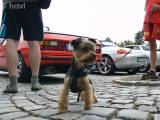 P1290610: Foto, video: Na čáslavském Žižkově náměstí obdivovali vozy značky Porsche