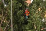 5G6H0341: Foto, video: Vánoční strom pro Kutnou Horu letos vyrostl na sídlišti v Šipší