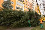 5G6H0408: Foto, video: Vánoční strom pro Kutnou Horu letos vyrostl na sídlišti v Šipší
