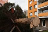 5G6H0410: Foto, video: Vánoční strom pro Kutnou Horu letos vyrostl na sídlišti v Šipší