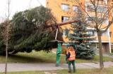 5g6h0423: Foto, video: Vánoční strom pro Kutnou Horu letos vyrostl na sídlišti v Šipší