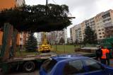 5G6H0432: Foto, video: Vánoční strom pro Kutnou Horu letos vyrostl na sídlišti v Šipší