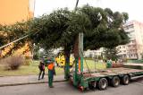 5G6H0439: Foto, video: Vánoční strom pro Kutnou Horu letos vyrostl na sídlišti v Šipší