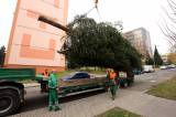 5G6H0440: Foto, video: Vánoční strom pro Kutnou Horu letos vyrostl na sídlišti v Šipší