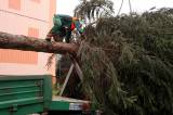 5G6H0450: Foto, video: Vánoční strom pro Kutnou Horu letos vyrostl na sídlišti v Šipší