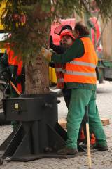 5G6H0528: Foto, video: Vánoční strom pro Kutnou Horu letos vyrostl na sídlišti v Šipší