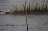DSC_0771: Foto: V Bratčicích vylovili Pastušský rybník, v sítích uvízla i štika a sumci