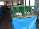 DSC03356: Foto: Na hostovlické výstavě drobného zvířectva si přišli na své chovatelé i děti