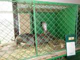 DSC03362: Foto: Na hostovlické výstavě drobného zvířectva si přišli na své chovatelé i děti