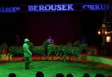 _MG_3755: Foto: V Kutné Hoře hostuje cirkus Berousek, přivezl i tradiční medvědy