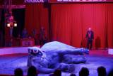_MG_3775: Foto: V Kutné Hoře hostuje cirkus Berousek, přivezl i tradiční medvědy