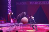 _MG_3965: Foto: V Kutné Hoře hostuje cirkus Berousek, přivezl i tradiční medvědy