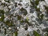 zbyslav12: Foto: Vzácný přírodní útvar Zbyslavská mozaika připomíná křídové moře