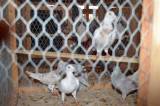 DSC_1427: Foto: V budově chovatelů v Hostovlicích opět vystavili králíky a holuby