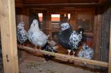 DSC_1428: Foto: V budově chovatelů v Hostovlicích opět vystavili králíky a holuby