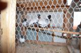 DSC_1436: Foto: V budově chovatelů v Hostovlicích opět vystavili králíky a holuby