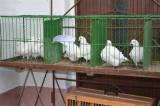 DSC_1438: Foto: V budově chovatelů v Hostovlicích opět vystavili králíky a holuby