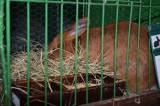 DSC_1443: Foto: V budově chovatelů v Hostovlicích opět vystavili králíky a holuby