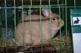 DSC_1444: Foto: V budově chovatelů v Hostovlicích opět vystavili králíky a holuby