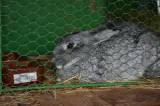 DSC_1445: Foto: V budově chovatelů v Hostovlicích opět vystavili králíky a holuby
