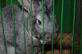 DSC_1449: Foto: V budově chovatelů v Hostovlicích opět vystavili králíky a holuby