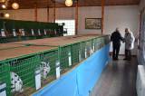 DSC_1451: Foto: V budově chovatelů v Hostovlicích opět vystavili králíky a holuby