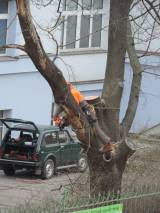 DSCN5357: Foto: V areálu čáslavské nemocnice pokáceli staré stromy a nálety
