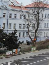 DSCN5361: Foto: V areálu čáslavské nemocnice pokáceli staré stromy a nálety