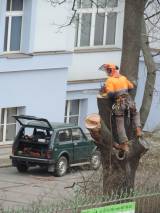 DSCN5363: Foto: V areálu čáslavské nemocnice pokáceli staré stromy a nálety