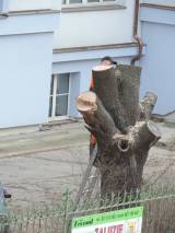 DSCN5383: Foto: V areálu čáslavské nemocnice pokáceli staré stromy a nálety