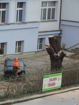 DSCN5385: Foto: V areálu čáslavské nemocnice pokáceli staré stromy a nálety