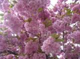 P1160501: Foto: Také v Čáslavi můžete narazit na kousek Japonska, právě kvetou sakury