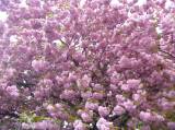 P1160506: Foto: Také v Čáslavi můžete narazit na kousek Japonska, právě kvetou sakury