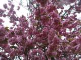 P1160727: Foto: Také v Čáslavi můžete narazit na kousek Japonska, právě kvetou sakury