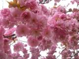 P1160728: Foto: Také v Čáslavi můžete narazit na kousek Japonska, právě kvetou sakury