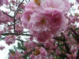 P1160729: Foto: Také v Čáslavi můžete narazit na kousek Japonska, právě kvetou sakury