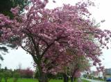 P1160736: Foto: Také v Čáslavi můžete narazit na kousek Japonska, právě kvetou sakury