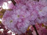 P1160741: Foto: Také v Čáslavi můžete narazit na kousek Japonska, právě kvetou sakury